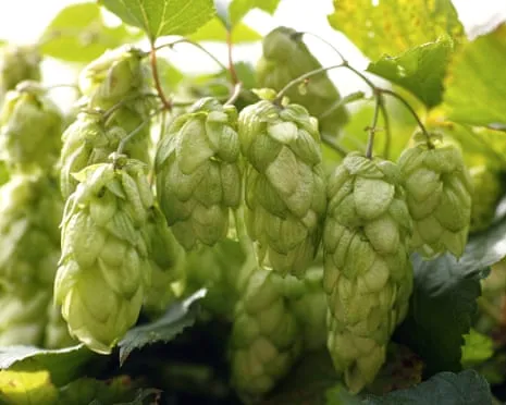 Craft A Custom Beer Garden: Growing Hops Turns Out Straightforward and Fulfilling