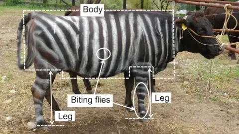 Striped Cattle and Teflon Food Secure Lighthearted Research Honors